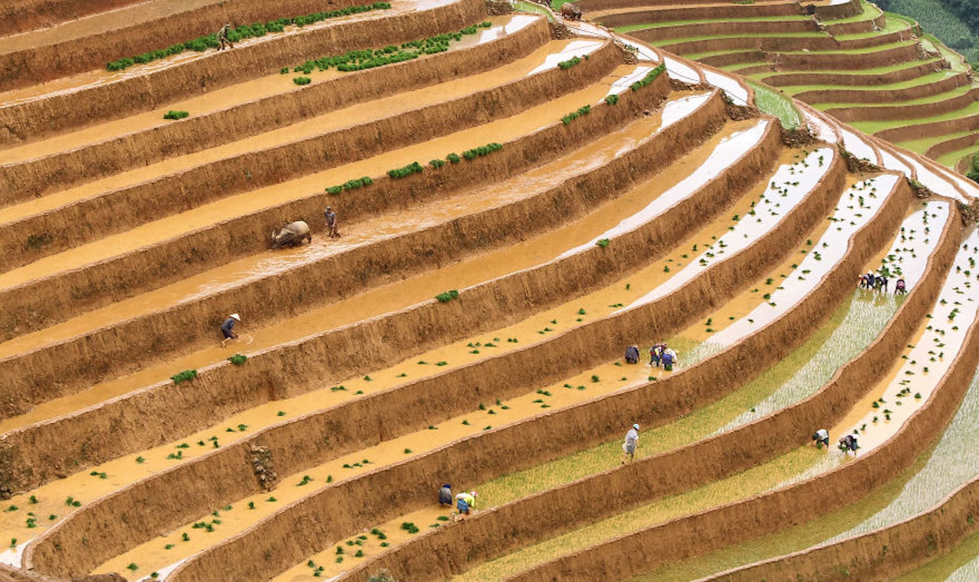  Foto dos campos de arroz no norte do Vietnã